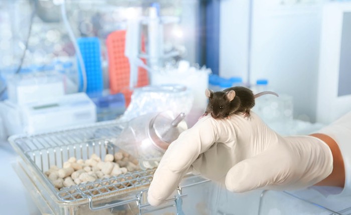 Các nhà khoa học sử dụng phương pháp in 3D tạo ra tế bào cơ thể người và để chúng phát triển bên trong những chú chuột sống