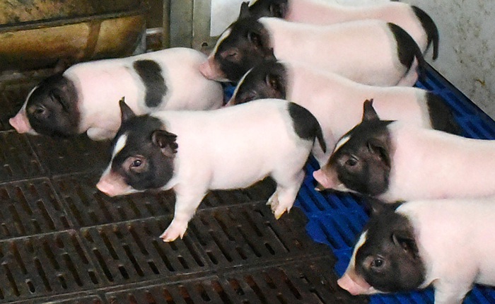 Các nhà khoa học Trung Quốc cấy gen chuột vào lợn khiến thịt của chúng nạc hơn