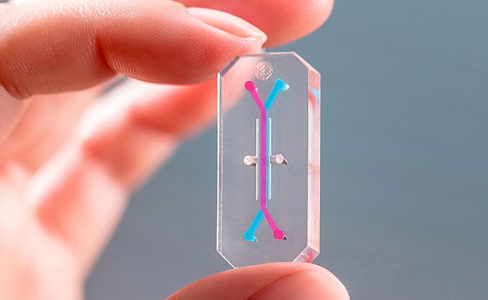 Các nhà khoa học Mỹ chế tạo gan, phổi người trên chip nhựa, có thể lắp ghép với nhau