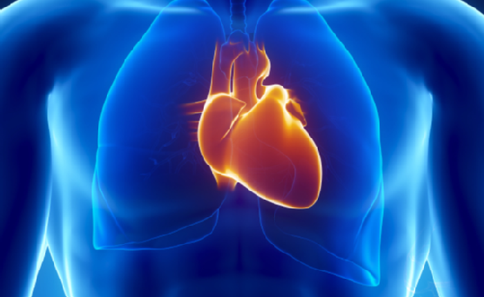 Các nhà khoa học đã có thể phát triển tim con người từ tế bào gốc, đập như bình thường