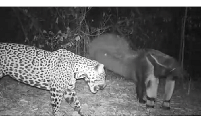Bẫy camera ghi lại được cuộc chiến giữa báo đốm và thú ăn kiến khổng lồ