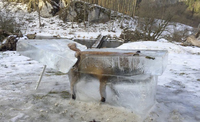 Con cáo ngã xuống sông đóng băng thành cục, được trưng bày để thấy mùa đông khắc nghiệt như thế nào