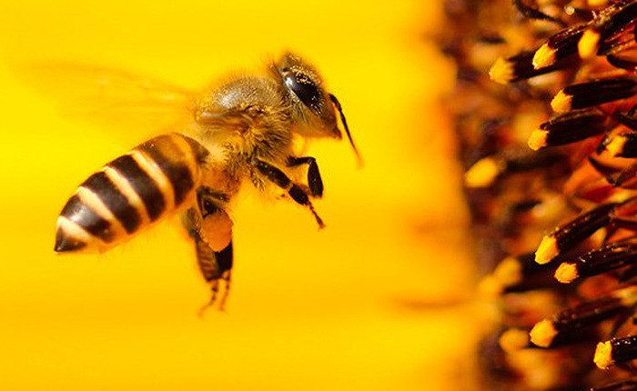 Khám phá mới về não ong có thể giúp máy ảnh của bạn chụp đẹp hơn