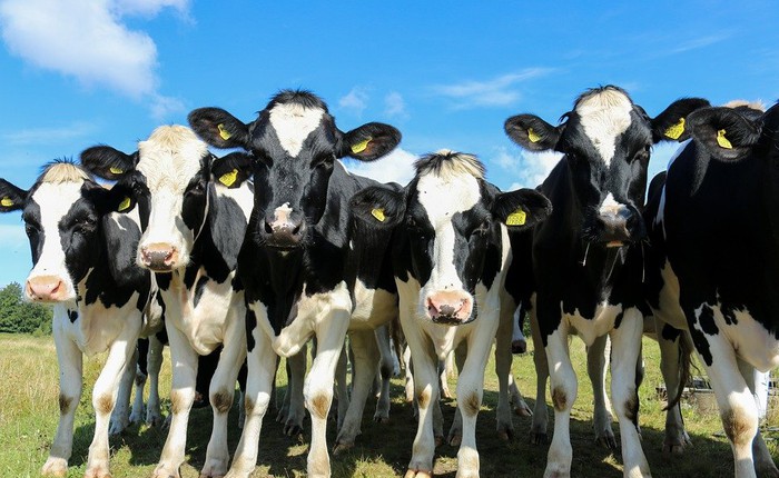 Bị cấm vận, Qatar mang luôn máy bay sang Đức mua bò lấy sữa