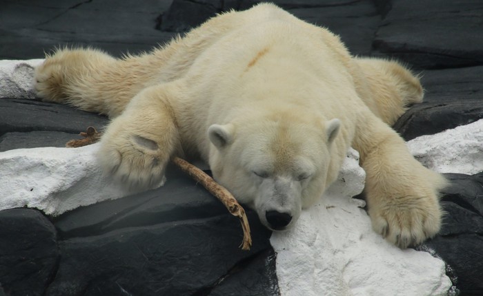 Gấu Bắc Cực chết vì thất tình