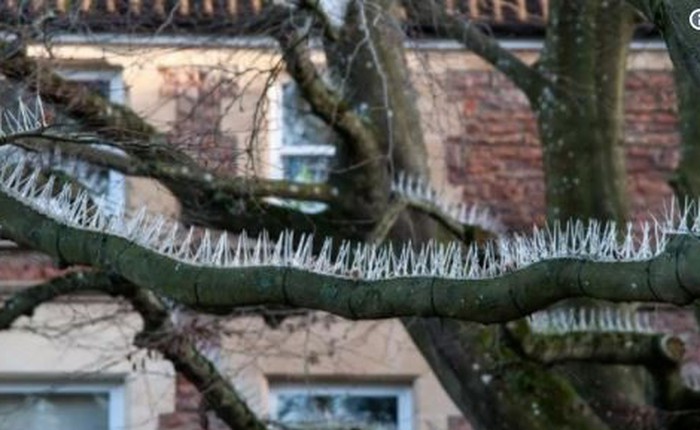 Tầng lớp đại gia tại Bristol thiết lập hàng rào gai trên cây để ngăn không cho chim "bĩnh" xuống xe của họ