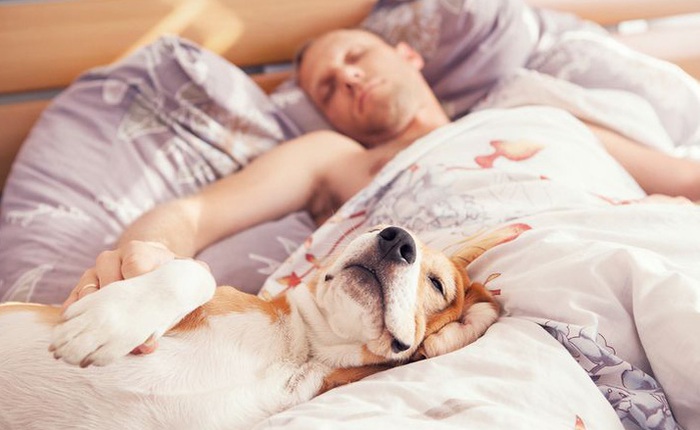 Chia sẻ giường với chú chó của mình, liệu bạn sẽ gặp vấn đề gì với giấc ngủ không?