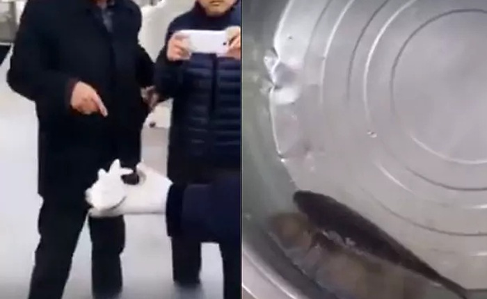 Lại thêm video "Trung Quốc hồi sinh cá chết" viral trên mạng, nhưng đây mới là sự thực về nó