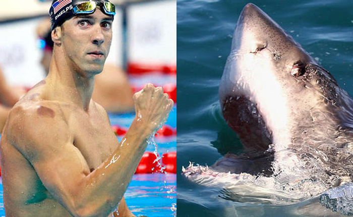 Kình ngư Michael Phelps sẽ bơi thi với cá mập trắng, được chiếu trên Discovery Channel vào ngày 23/7