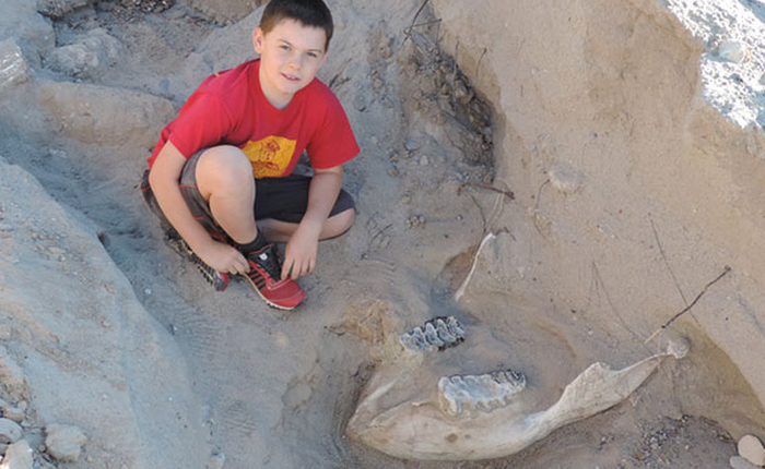 Đi chơi cùng gia đình, cậu bé vô tình ngã đập đầu vào hóa thạch 1,2 triệu năm tuổi