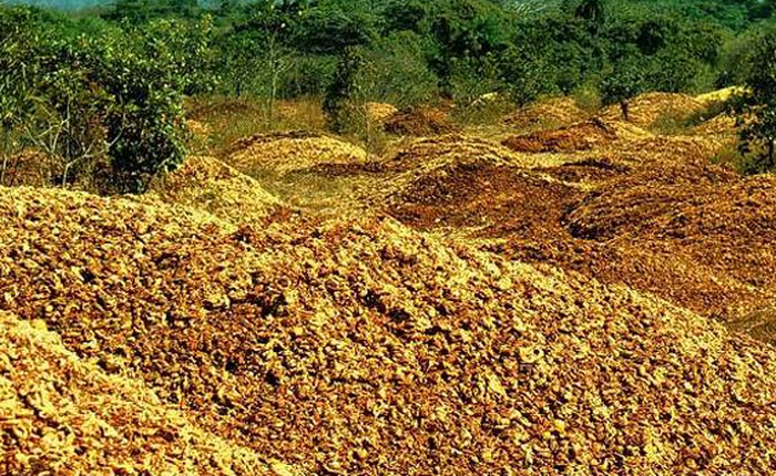 12.000 tấn vỏ cam bị quên lãng đã biến một vùng đất cằn cỗi trở thành rừng xanh như thế nào?