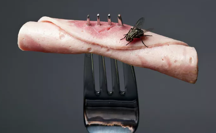 Chính xác điều gì đã xảy ra khi ruồi đậu vào thức ăn của bạn?