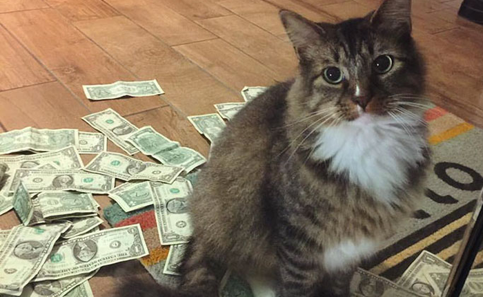 Chú mèo này sẽ giật tiền của bạn, mang đi làm từ thiện