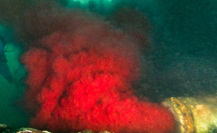 Hãi hùng cảnh tượng ống nước thải xả hàng đống máu ra đại dương