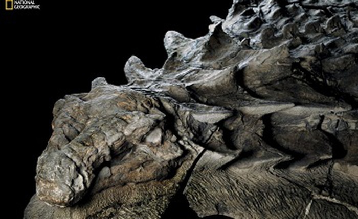 Phát hiện một hóa thạch khủng long được bảo quản "đặc biệt tốt" ở Alberta, trông giống hệt như đang còn sống