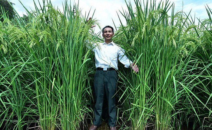 Trung Quốc tạo ra lúa khổng lồ, mong đủ lương thực nuôi 1,3 tỉ dân