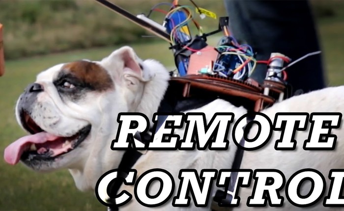 Chuyện gì xảy ra nếu ta gắn một "hệ thống điều khiển từ xa" lên người một chú chó?