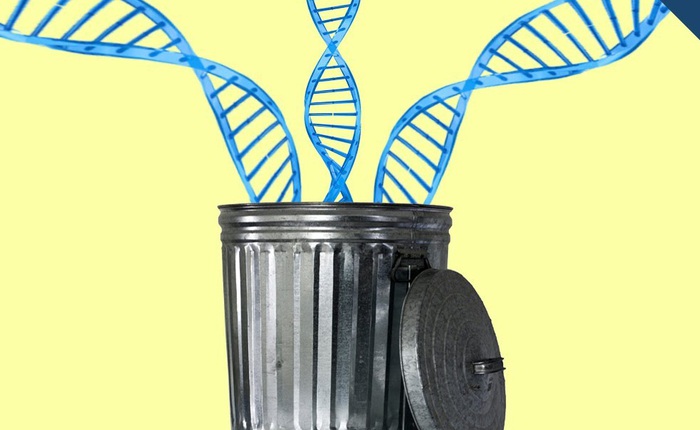 Một củ hành còn có lượng DNA chức năng gấp 5 lần con người, nhưng cũng bởi vậy mà chúng ta tồn tại