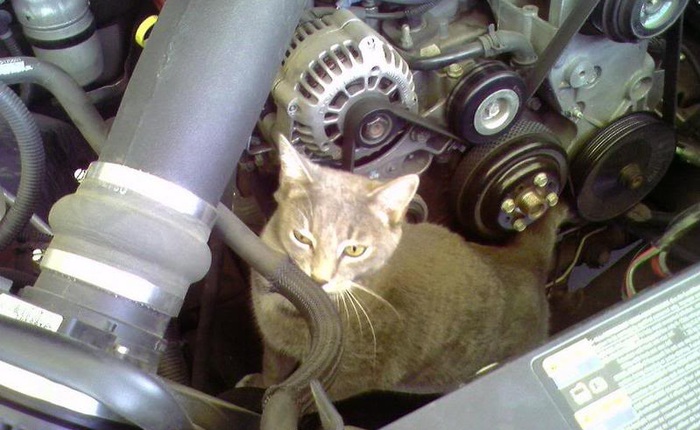 Thợ máy Tesla giải cứu một chú mèo con đáng yêu bị mắc kẹt trong một chiếc Tesla Model X