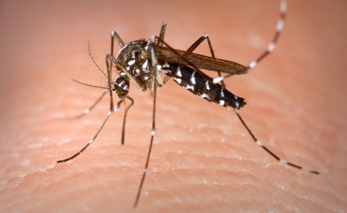 Một công ty con của Google - Alphabet vừa thả 20 triệu con muỗi nhiễm khuẩn vào tự nhiên