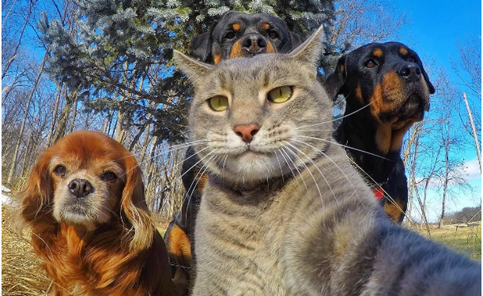 Chú mèo này đang gây bão mạng xã hội với bức ảnh selfie của mình và đồng bọn