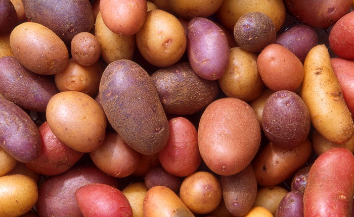 Các nhà khoa học đã chứng minh được rằng: Khoai tây có thể trồng được trên sao Hỏa
