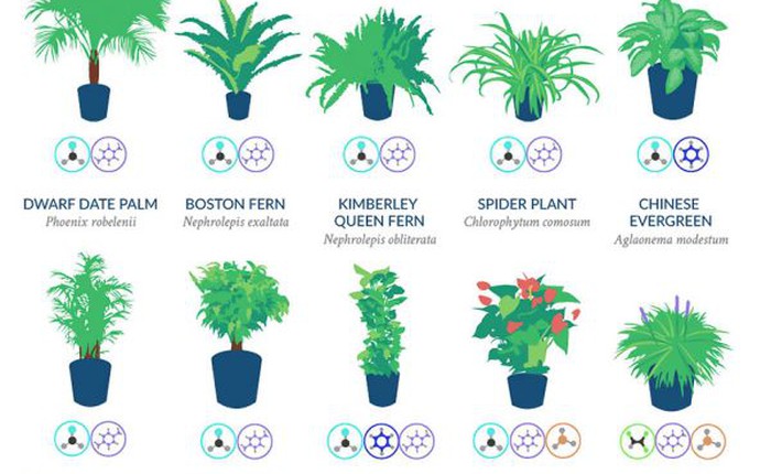 Nasa công bố 17 loại cây cảnh giúp thanh lọc không khí cực tốt, phù hợp cho ngày Tết