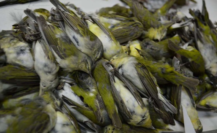 Texas: tòa cao ốc phải tắt đèn ban đêm sau sự vụ gần 400 chú chim bỏ mạng chỉ trong một đêm