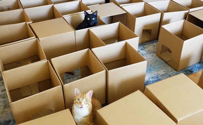 Hai chú mèo này vừa được làm cho một mê cung bằng hộp carton, chơi đùa cả ngày mà không thấy chán