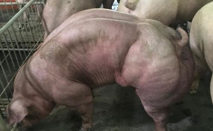 Lợn biển đổi gen cơ bắp cuồn cuộn ở Campuchia