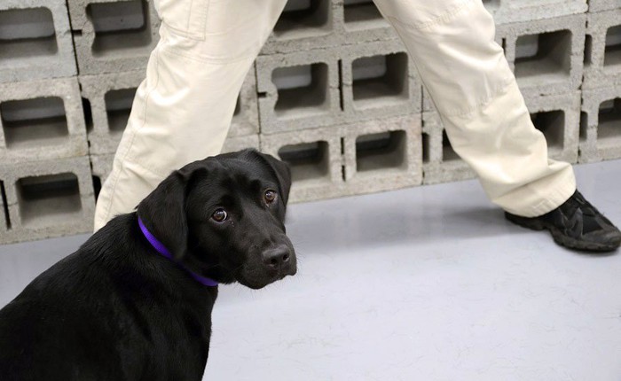 CIA vừa sa thải một cô chó vì không chịu đánh hơi chất nổ nữa