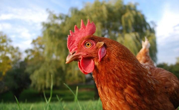 Câu nói "Chơi gà thế" là hoàn toàn sai - Các nhà khoa học chứng minh rằng gà cực kỳ thông minh và xảo quyệt