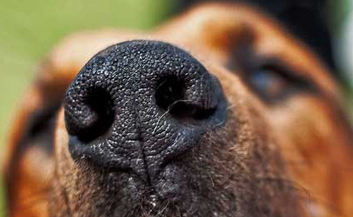 Nhật Bản huấn luyện chó ngửi ra bệnh ung thư
