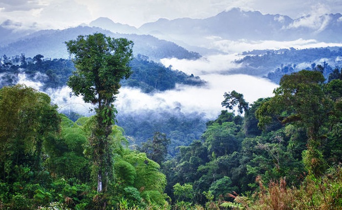 Các loài cây ở Amazon có thể tự tạo mưa cho chính mình trước khi mùa mưa đến