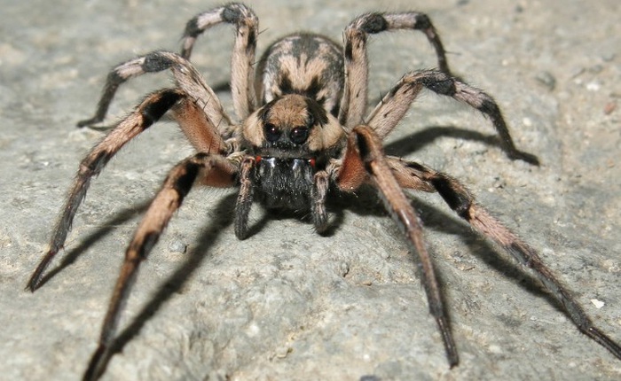 Các nhà khoa học phát hiện loài nhện mới, đặt tên theo nhện Aragog trong Harry Potter