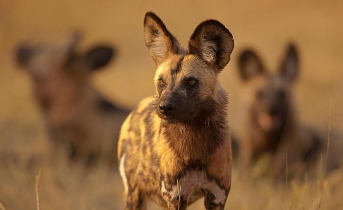Mỗi lần chó hoang Châu Phi muốn bỏ phiếu đi săn mồi, chúng sẽ hắt xì hơi?