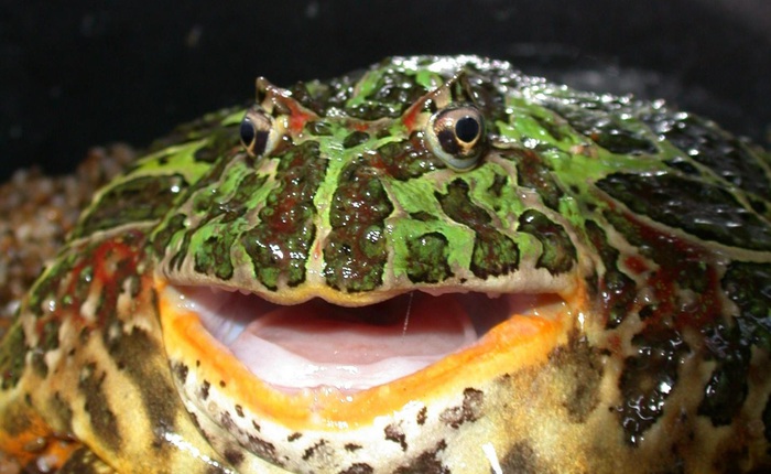 Loài ếch cực ‘ngầu’ trong quá khứ có thể ăn được cả khủng long tiền sử