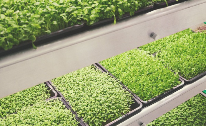 IKEA trình làng trang trại trong nhà, trồng rau nhanh hơn 3 lần so với thông thường