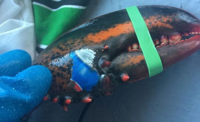Hình ảnh chú tôm hùm mang logo Pepsi khiến người ta lo ngại về tương lai biển cả