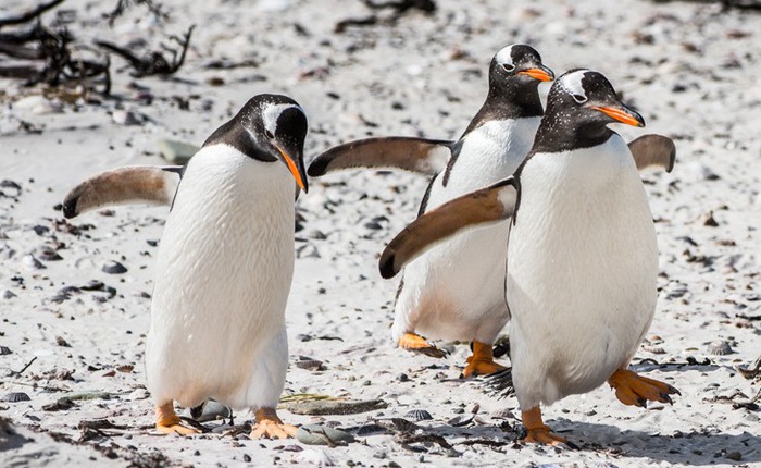 Các nhà khoa học gắn camera vào loài chim cánh cụt Gentoo và những thước phim cho ra kết quả thật bất ngờ
