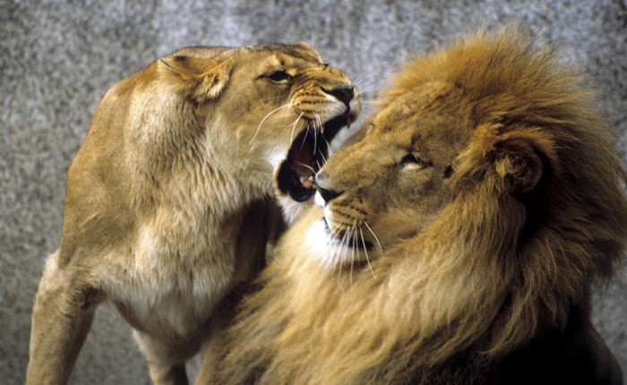 Sư tử cái đói ăn liều lĩnh tấn công hà mã, nhận quả đắng