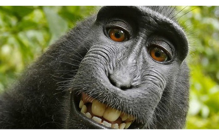 Nhiếp ảnh gia bị kiện đến phá sản vì bức hình "Chú khỉ selfie" và lý do không ai ngờ tới