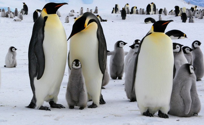 Phát hiện ra loài chim cánh cụt còn cao hơn chiều cao trung bình người Việt Nam, từng thống trị bờ biển New Zealand