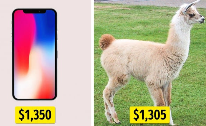 [Vui] Tiền mua iPhone X bằng 2393 cái đùi gà, tiền mua xe Tesla S đổi được cả hòn đảo?