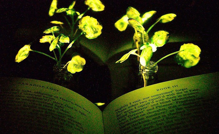 Các nhà khoa học tại MIT vừa tạo ra một loại cây phát sáng, có thể thay thế đèn điện trong tương lai