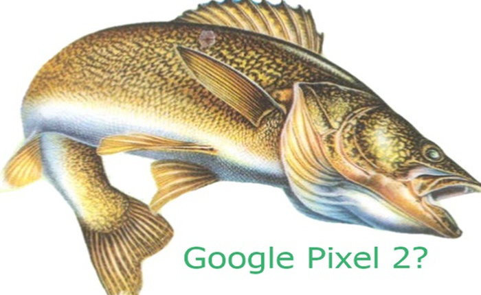 Lộ diện tên mã của Google Pixel 2 và Pixel XL 2, lại tiếp tục liên quan đến cá