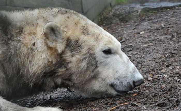 Chất thải độc hại ở Bắc Cực có thể gây ra hội chứng "lưỡng tính" ở gấu bắc cực