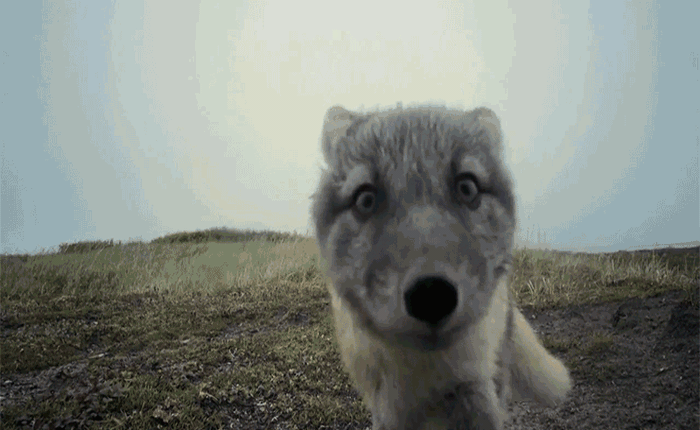 Mời xem đoạn video dễ thương khi đàn cáo con tưởng camera là sinh vật lạ và bủa vây thăm dò