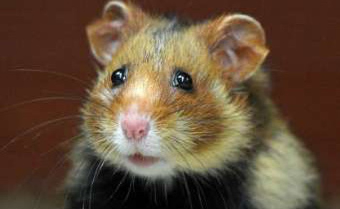 Chuột hamster Pháp biến thành thú ăn thịt vì bị ép chỉ được ăn ngô
