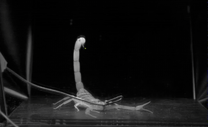 Xem đoạn video quay chậm này bạn sẽ thấy được cú chích của loài bọ cạp nguy hiểm nhất thế giới đáng sợ như thế nào